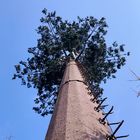 30m / S برج نارنگی استتار درخت نارگیل برای فضای باز