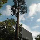 درخت نخل مصنوعی استتار برج مخابراتی موبایل تک قطبی سیگنال Wifi Bionic Tree