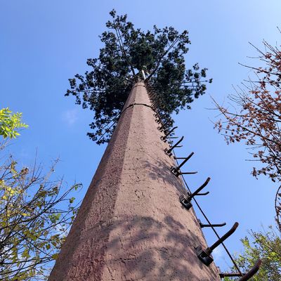 30m / S برج نارنگی استتار درخت نارگیل برای فضای باز